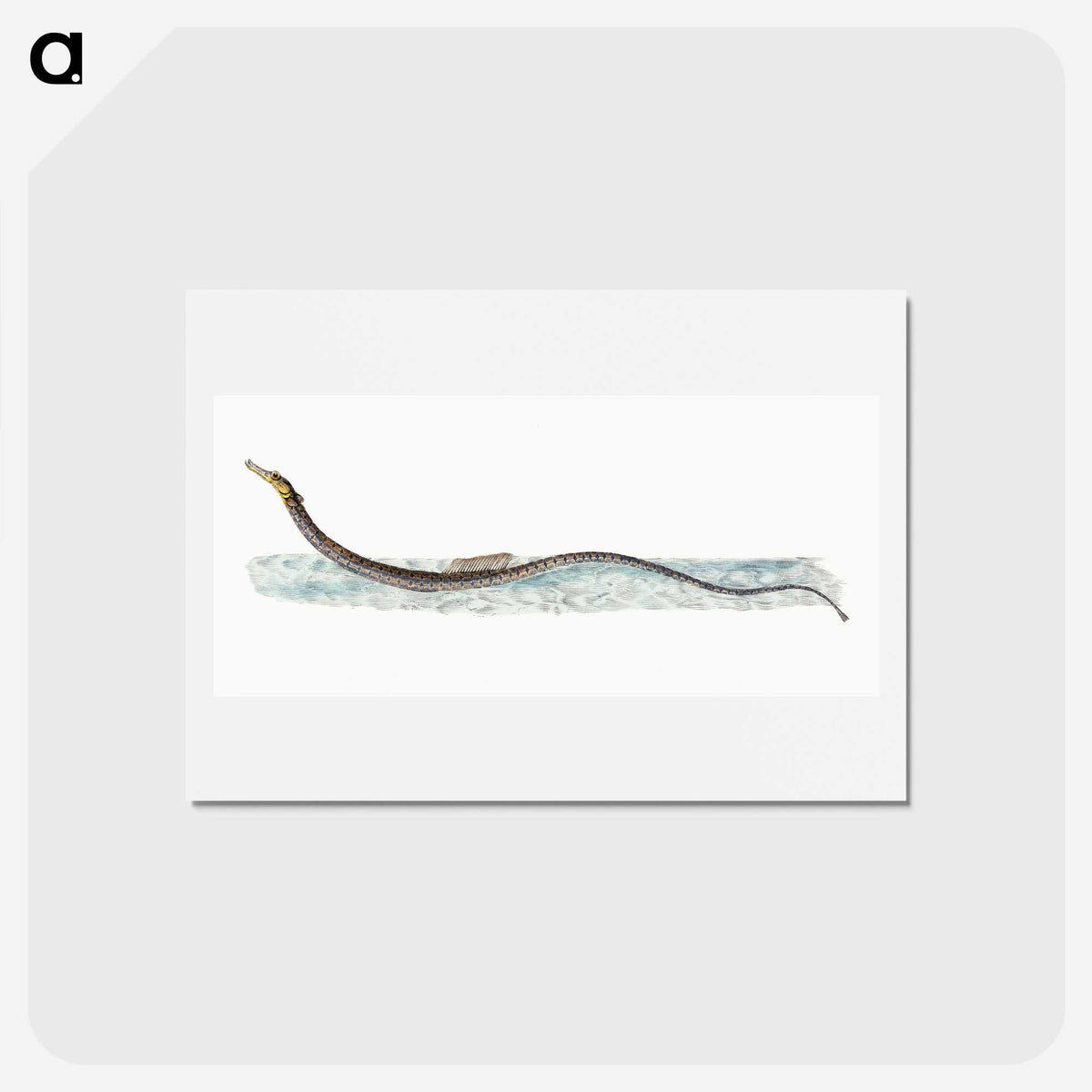 1-99_The-Natural-History-of-British-Fishes_hagaki