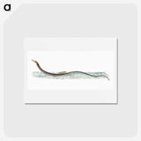 1-99_The-Natural-History-of-British-Fishes_hagaki