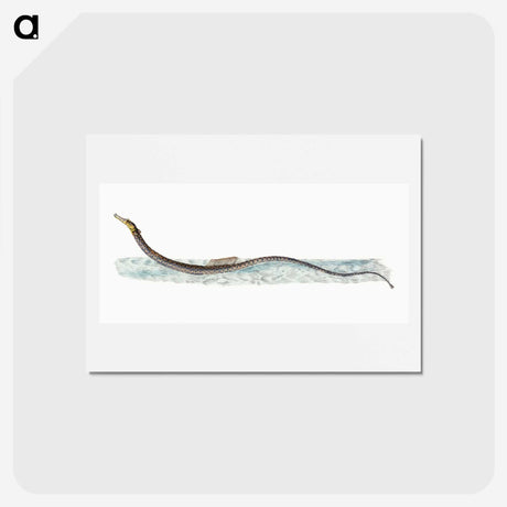 1-99_The-Natural-History-of-British-Fishes_hagaki