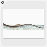 1-99_The-Natural-History-of-British-Fishes_picture-crop