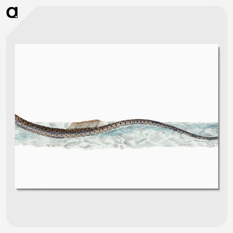 1-99_The-Natural-History-of-British-Fishes_picture-crop