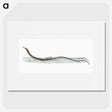 1-99_The-Natural-History-of-British-Fishes_picture