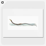 1-99_The-Natural-History-of-British-Fishes_picture
