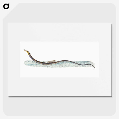 1-99_The-Natural-History-of-British-Fishes_picture