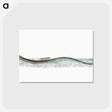 1-99_The-Natural-History-of-British-Fishes_postcard
