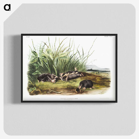 1-99_The-Viviparous-Quadrupeds_blk-crop