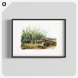 1-99_The-Viviparous-Quadrupeds_blk