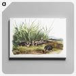 1-99_The-Viviparous-Quadrupeds_canvas