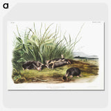 1-99_The-Viviparous-Quadrupeds_picture-crop
