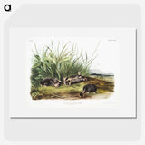 1-99_The-Viviparous-Quadrupeds_picture