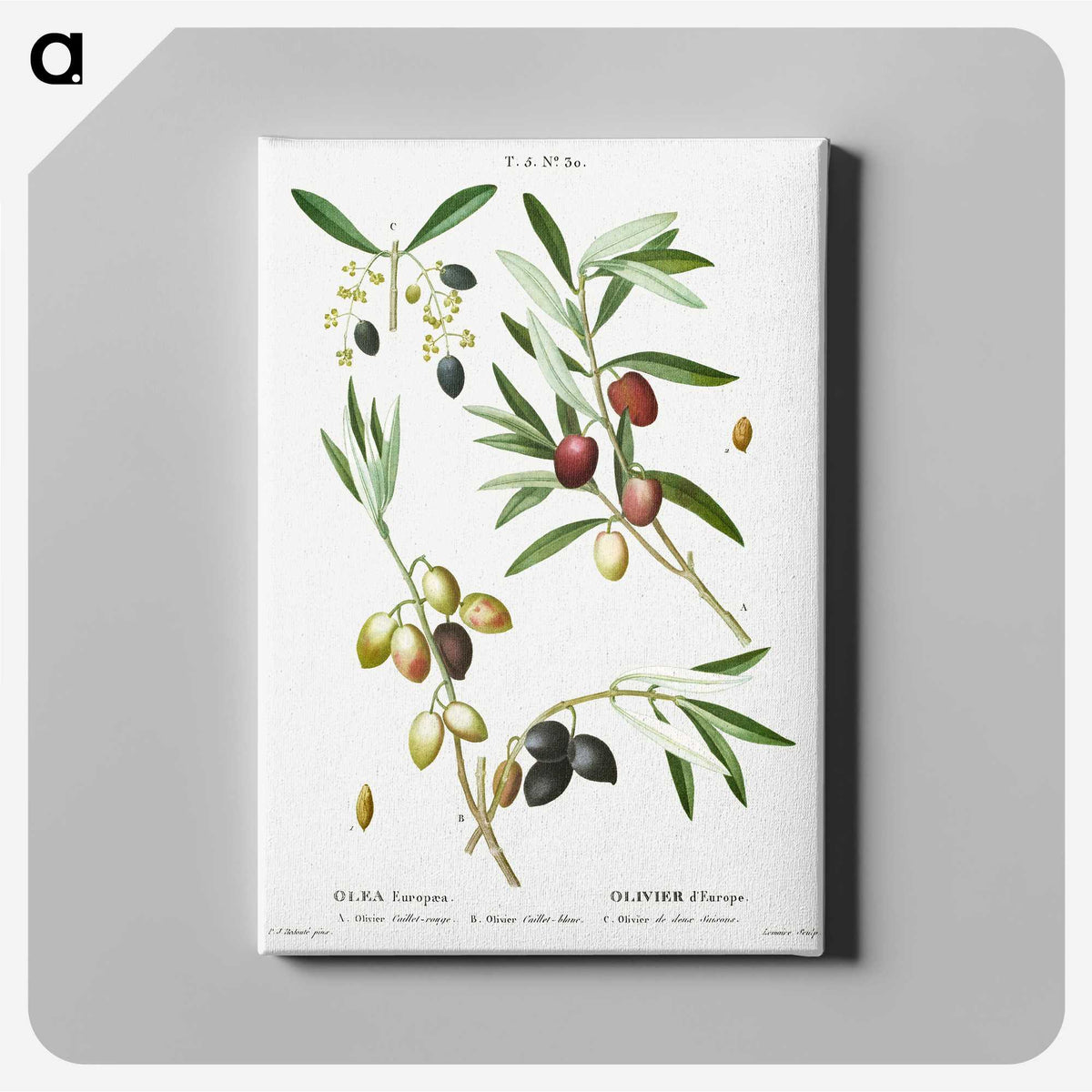 1-99_Treatise-on-Trees-and-Shrubs_canvas
