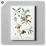 1-99_Treatise-on-Trees-and-Shrubs_canvas