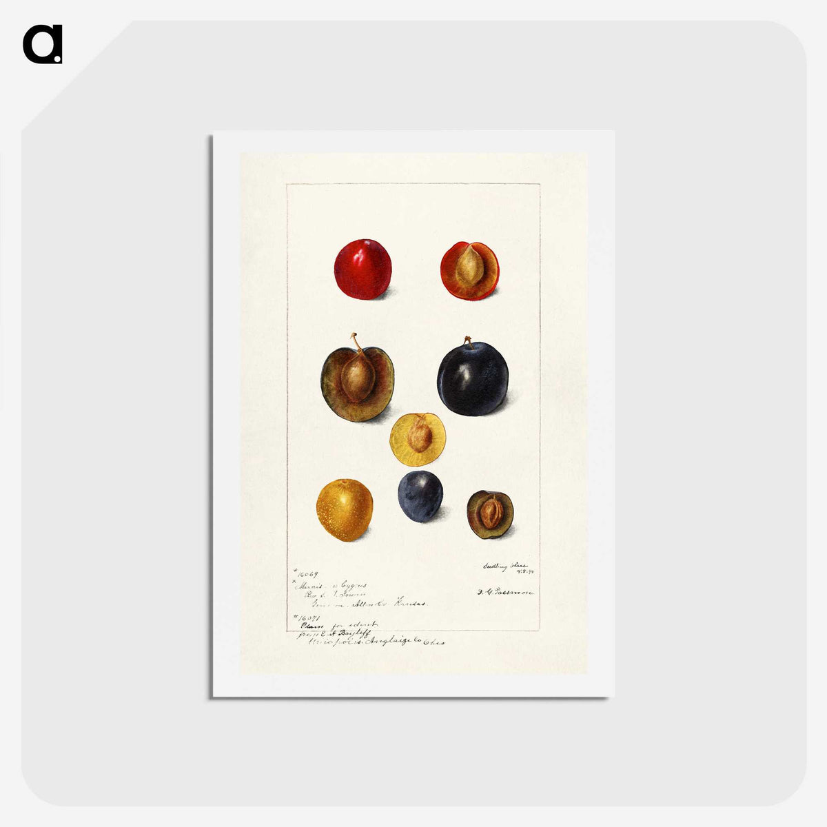 1-99_USDA-Watercolor-Fruit-Painting-Collection_hagaki