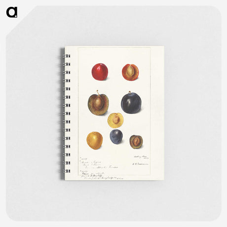 1-99_USDA-Watercolor-Fruit-Painting-Collection_memo