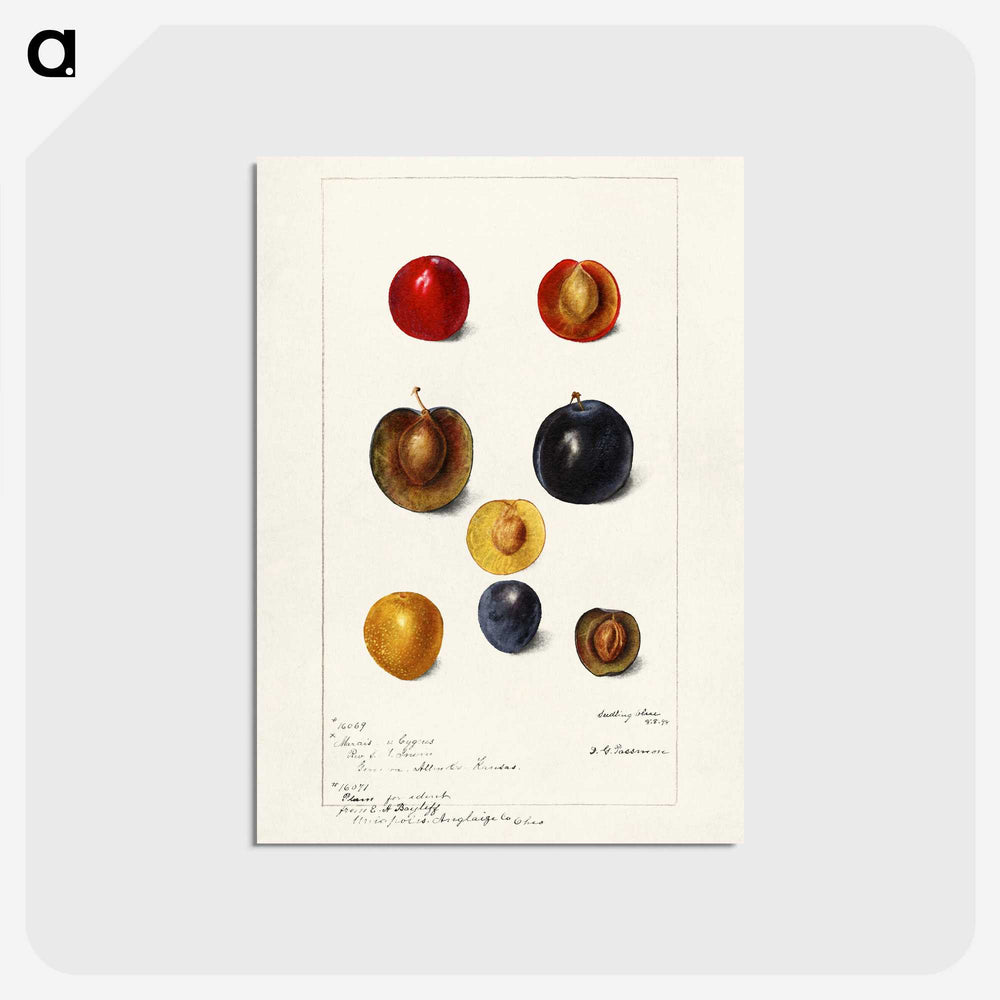 1-99_USDA-Watercolor-Fruit-Painting-Collection_postcard