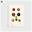 1-99_USDA-Watercolor-Fruit-Painting-Collection_postcard