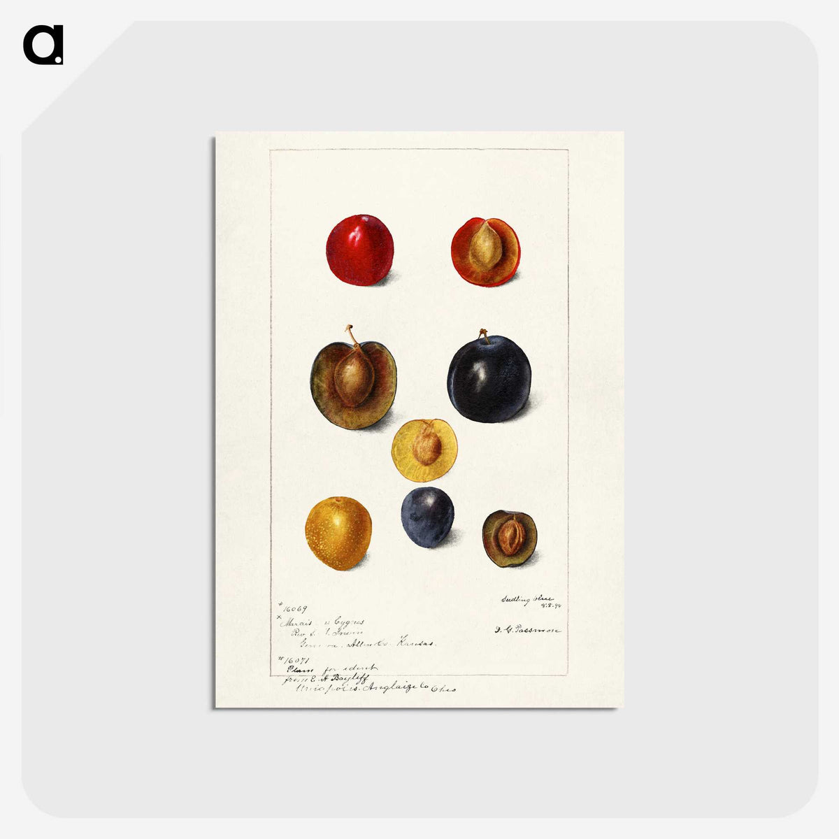 1-99_USDA-Watercolor-Fruit-Painting-Collection_postcard