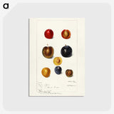 1-99_USDA-Watercolor-Fruit-Painting-Collection_postcard