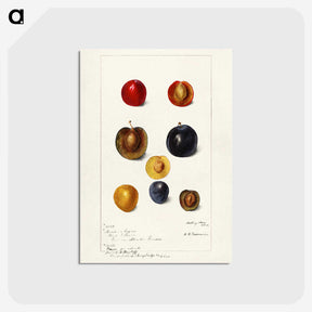 1-99_USDA-Watercolor-Fruit-Painting-Collection_postcard