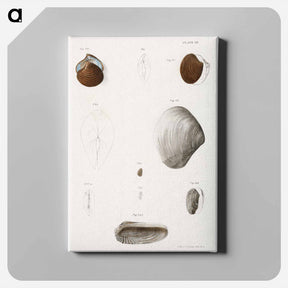 アートパネル-Different types of seashells illustration from Zoology of New York by James Ellsworth De Kay - ニューヨークの動物学 Canvas.