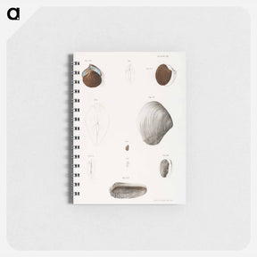 アートメモ帳-Different types of seashells illustration from Zoology of New York by James Ellsworth De Kay - ニューヨークの動物学 Memo.