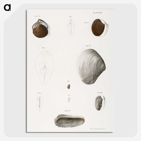 1-99_Zoology-of-New-York_picture-crop