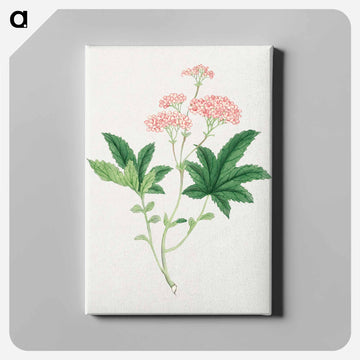 Shimotsuke - 19世紀の日本の花 Canvas.