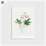 1-9_19th-Century-Japanese-Flowers_hagaki