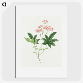 1-9_19th-Century-Japanese-Flowers_picture