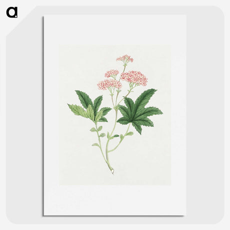 1-9_19th-Century-Japanese-Flowers_picture