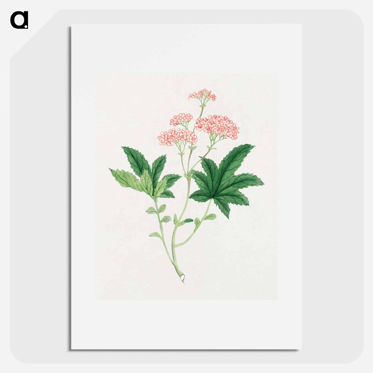 Shimotsuke - 19世紀の日本の花 Poster.