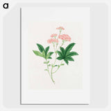 Shimotsuke - 19世紀の日本の花 Poster.