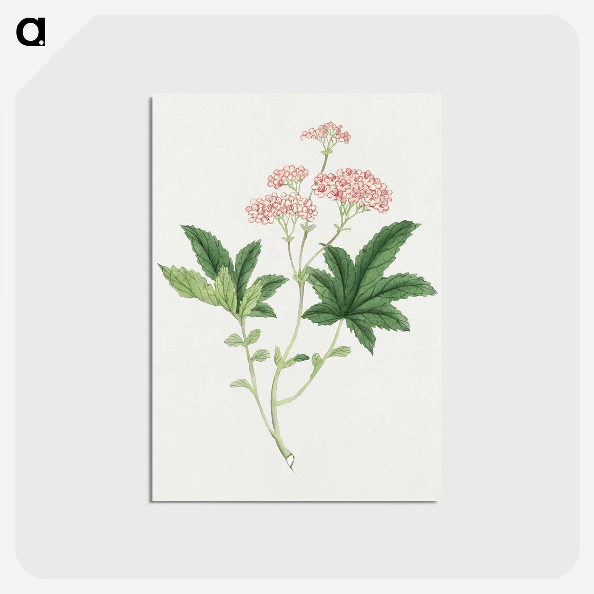 1-9_19th-Century-Japanese-Flowers_postcard
