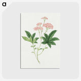1-9_19th-Century-Japanese-Flowers_postcard