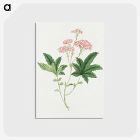1-9_19th-Century-Japanese-Flowers_postcard