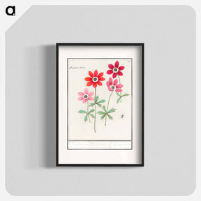 アートポスター-Anemoon, Anemone - アンセルムス ボエティウス デ ブート Poster.