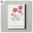 1-9_Anselmus-Boetius-de-Boodt_canvas