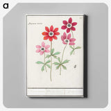 1-9_Anselmus-Boetius-de-Boodt_canvas