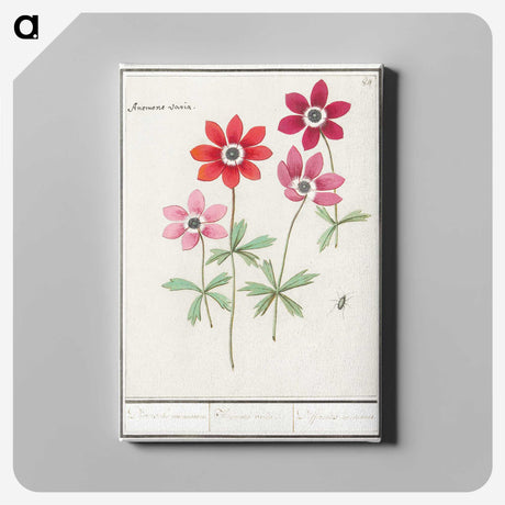 1-9_Anselmus-Boetius-de-Boodt_canvas