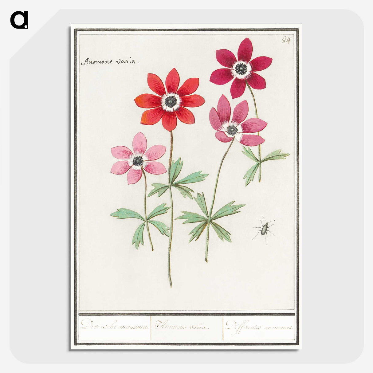 1-9_Anselmus-Boetius-de-Boodt_picture-crop
