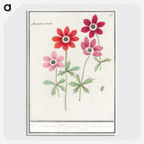 1-9_Anselmus-Boetius-de-Boodt_picture-crop