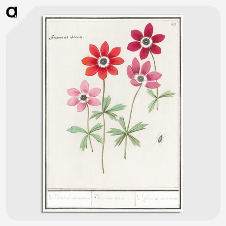 1-9_Anselmus-Boetius-de-Boodt_picture-crop
