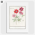 1-9_Anselmus-Boetius-de-Boodt_picture