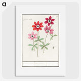 1-9_Anselmus-Boetius-de-Boodt_picture