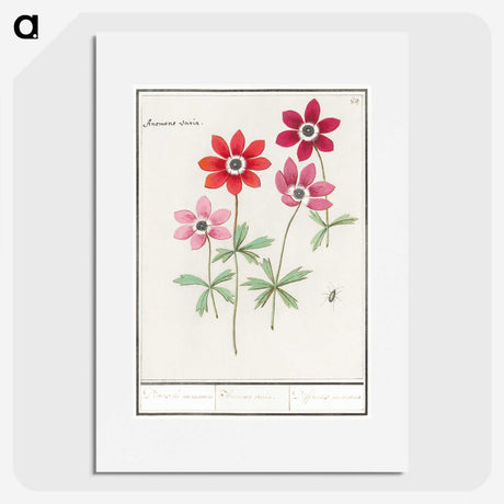 1-9_Anselmus-Boetius-de-Boodt_picture