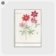 1-9_Anselmus-Boetius-de-Boodt_postcard