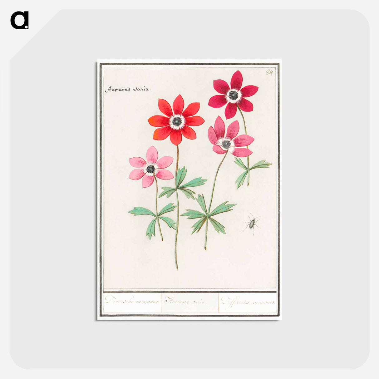 アートポストカード-Anemoon, Anemone - アンセルムス ボエティウス デ ブート Postcard.
