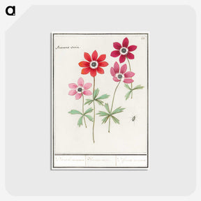 1-9_Anselmus-Boetius-de-Boodt_postcard