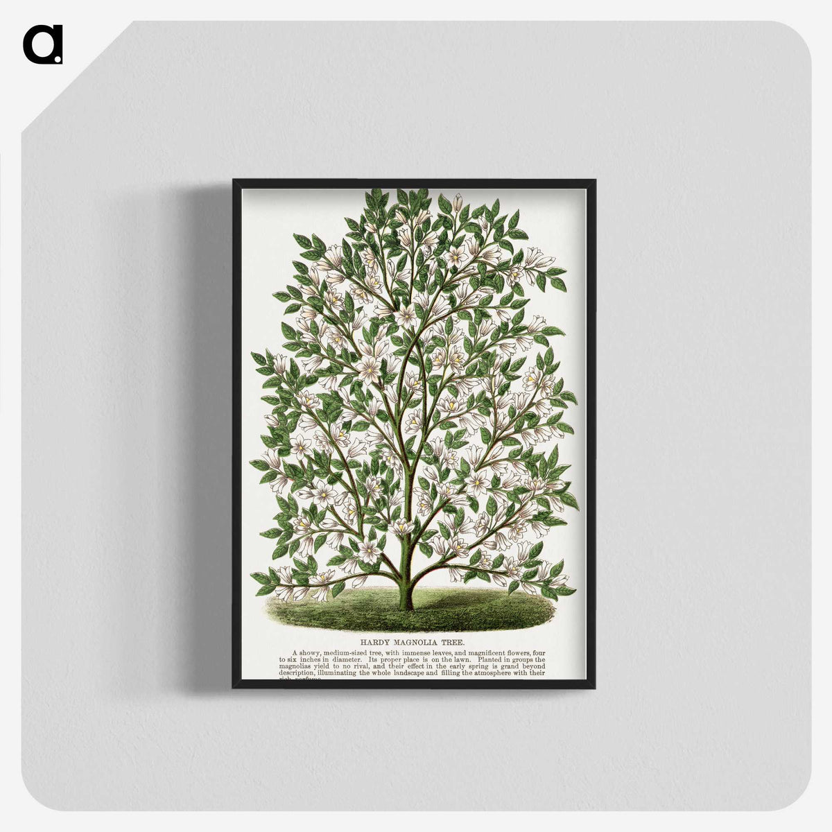 1-9_Botanical-Specimen-Plates_blk-crop