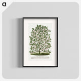 1-9_Botanical-Specimen-Plates_blk